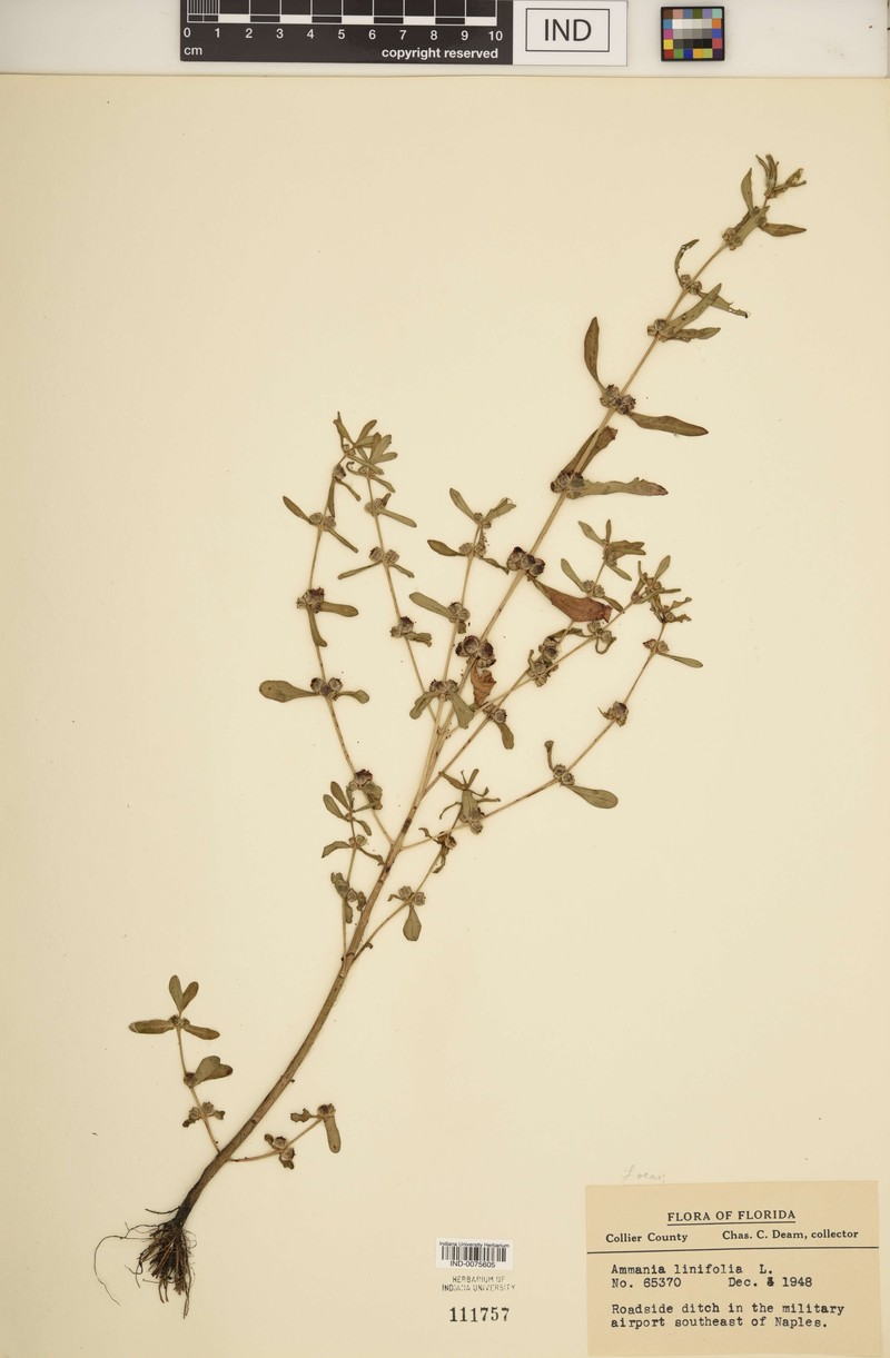 Ammannia linifolia