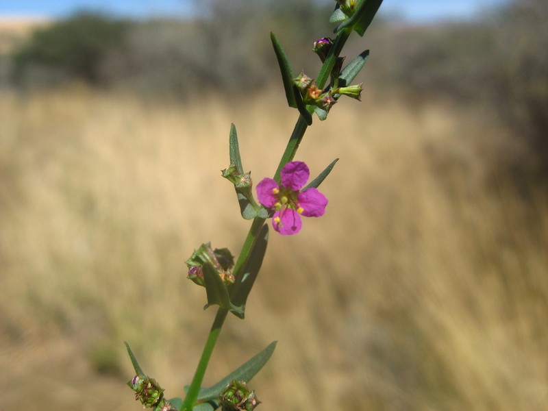 Ammannia luederitzii