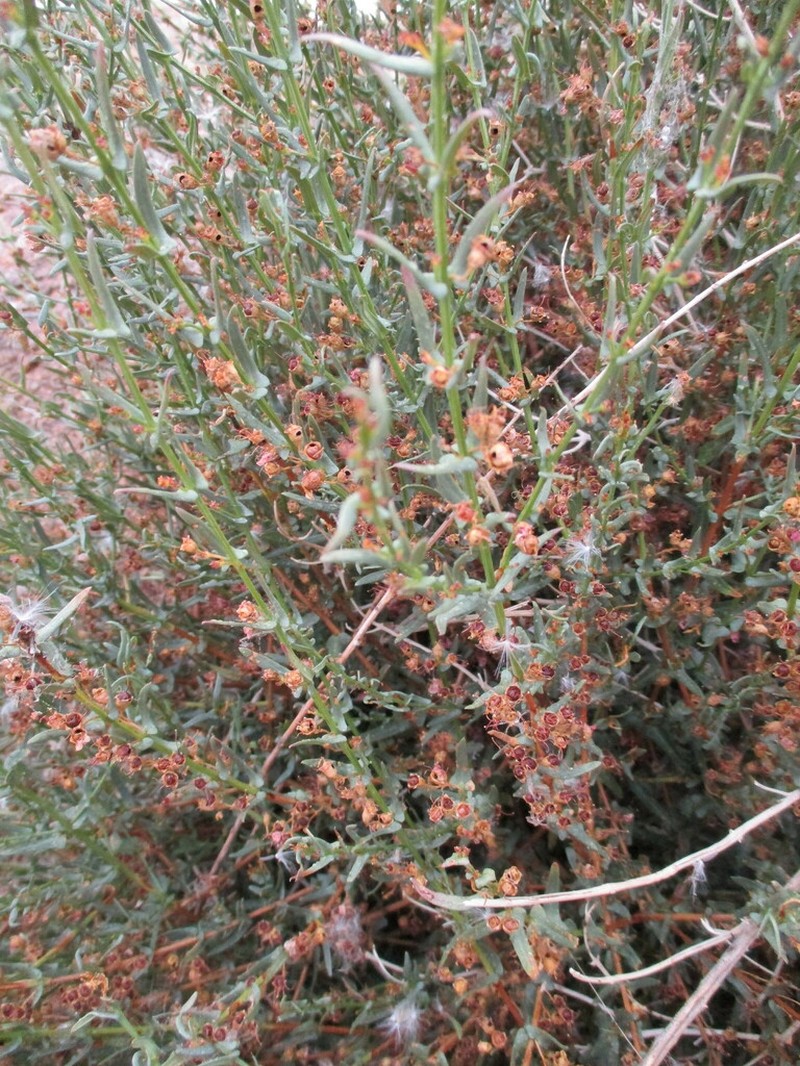 Ammannia luederitzii photo 2