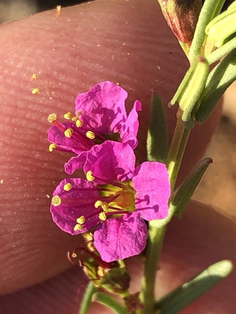 Ammannia luederitzii photo 6
