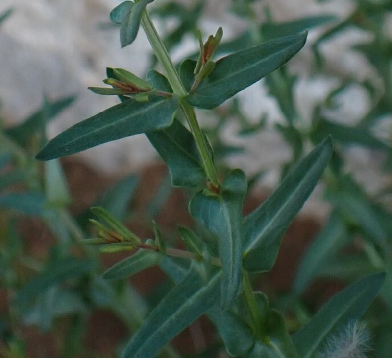 Ammannia luederitzii var. luederitzii