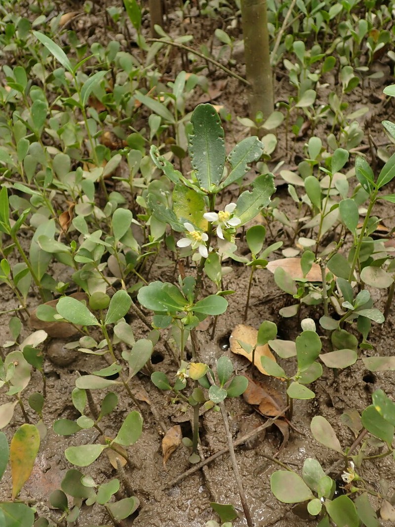Ammannia maritima