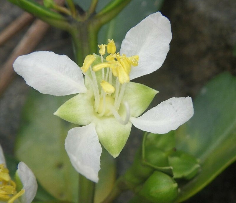 Ammannia maritima photo 2