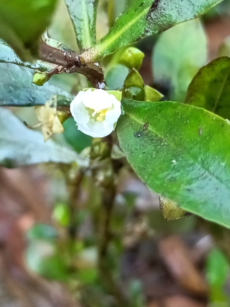 Ammannia maritima photo 3