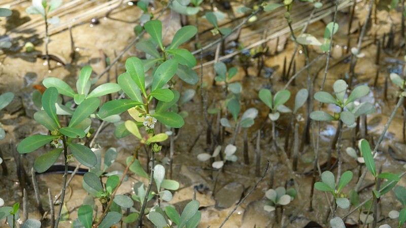 Ammannia maritima photo 5