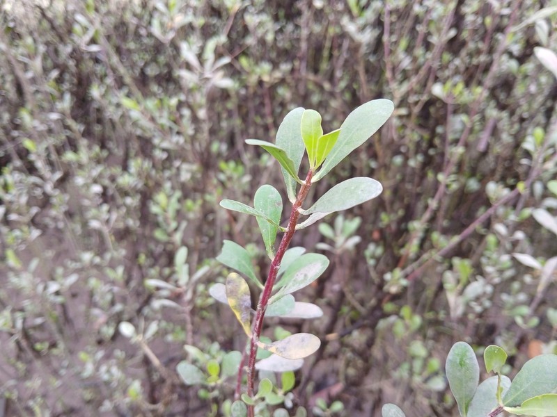 Ammannia maritima photo 6