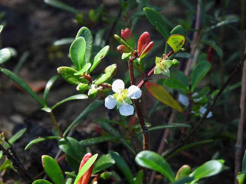 Ammannia maritima photo 8