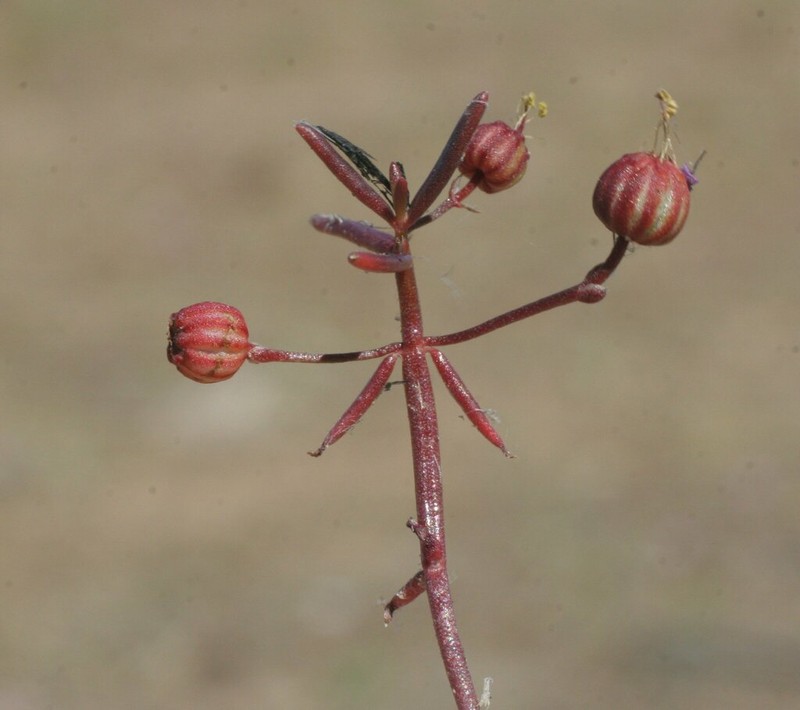 Ammannia muelleri photo 2