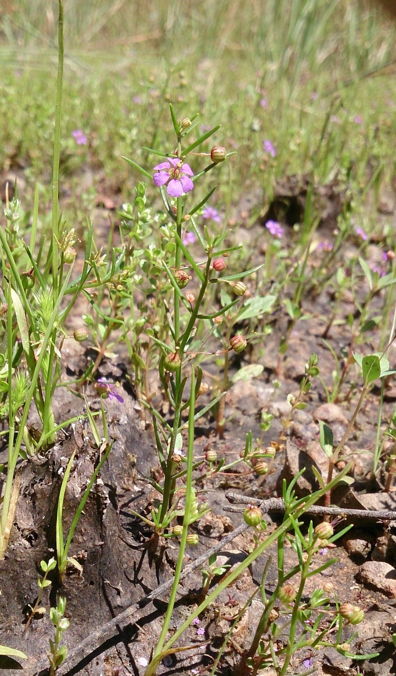 Ammannia muelleri photo 3