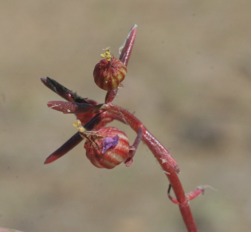 Ammannia muelleri photo 4