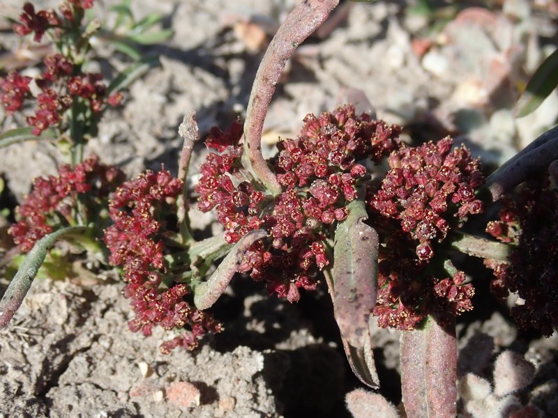 Manyflower Redstem