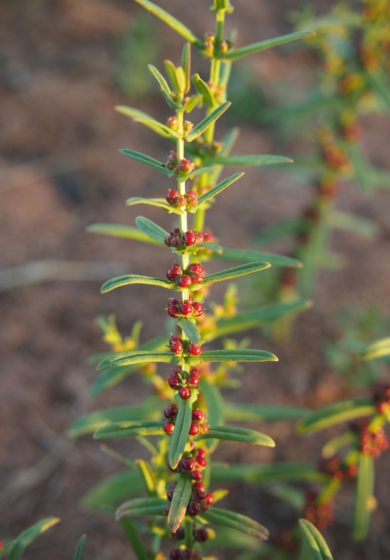 Manyflower Redstem photo 2
