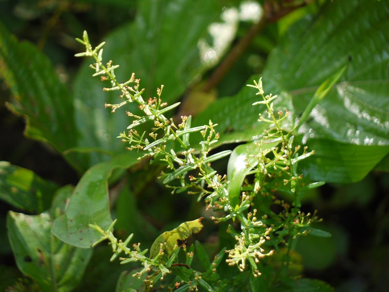 Manyflower Redstem photo 3