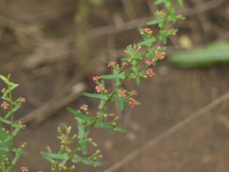 Manyflower Redstem photo 4