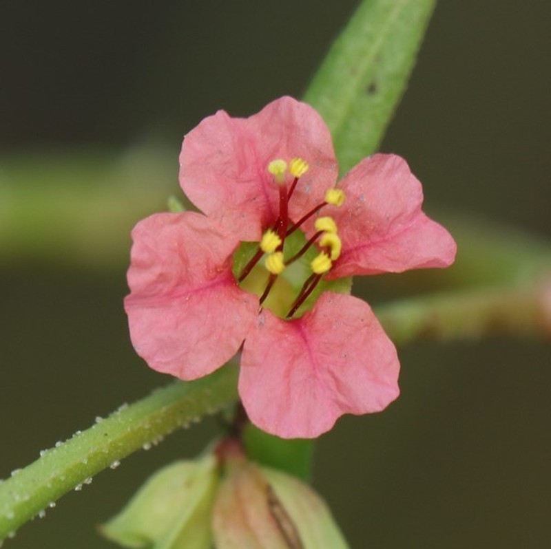 Ammannia octandra