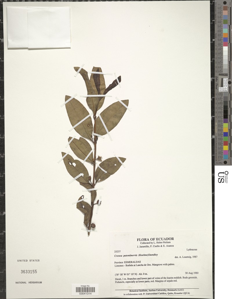 Ammannia patentinervius