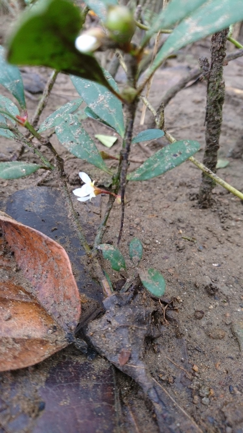 Ammannia patentinervius