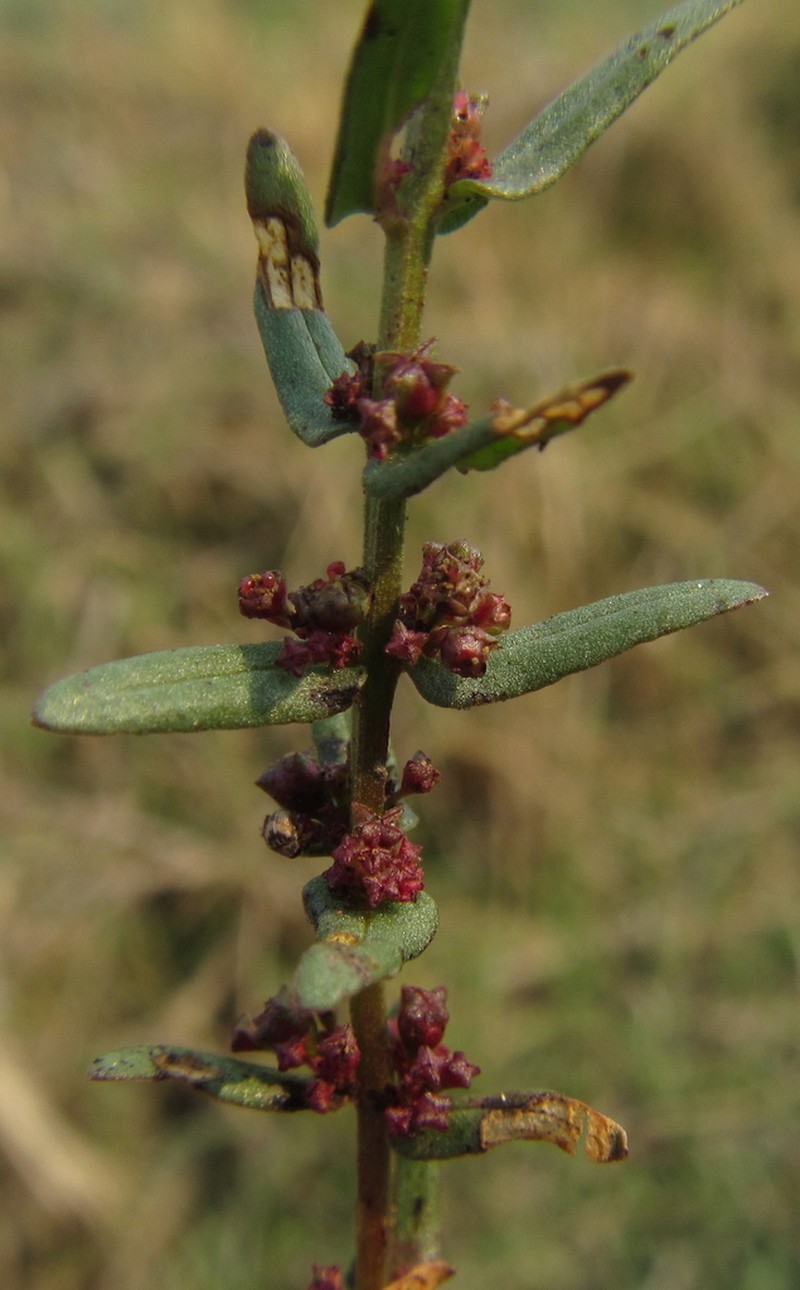 Ammannia prieuriana