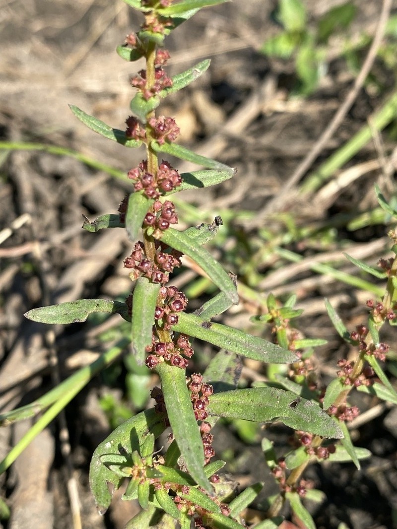 Ammannia prieuriana photo 2
