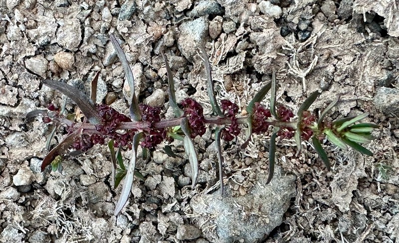 Ammannia prieuriana photo 3