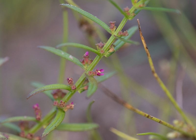 Ammannia prieuriana photo 4