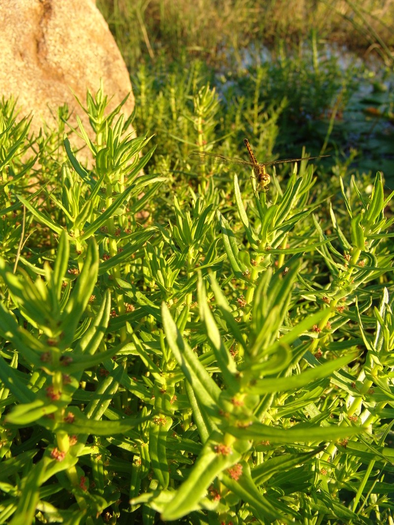 Ammannia prieuriana photo 5