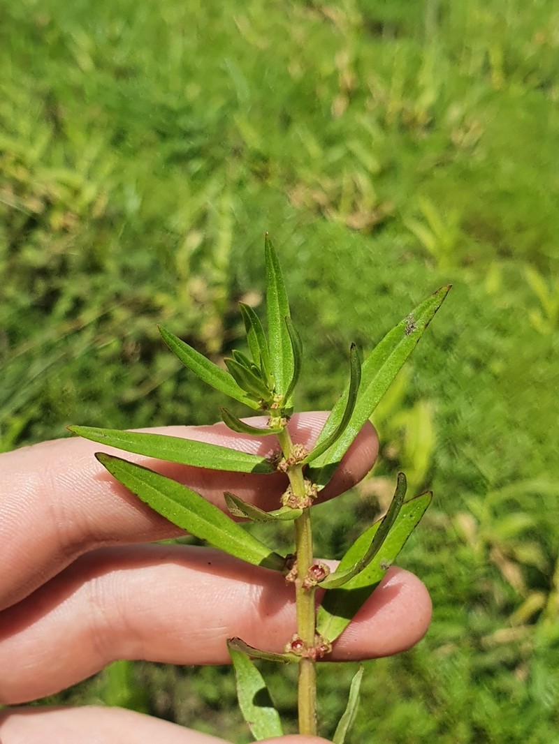 Ammannia prieuriana photo 6