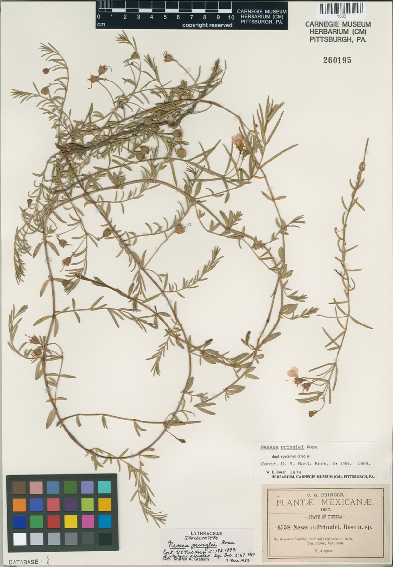 Ammannia pringlei