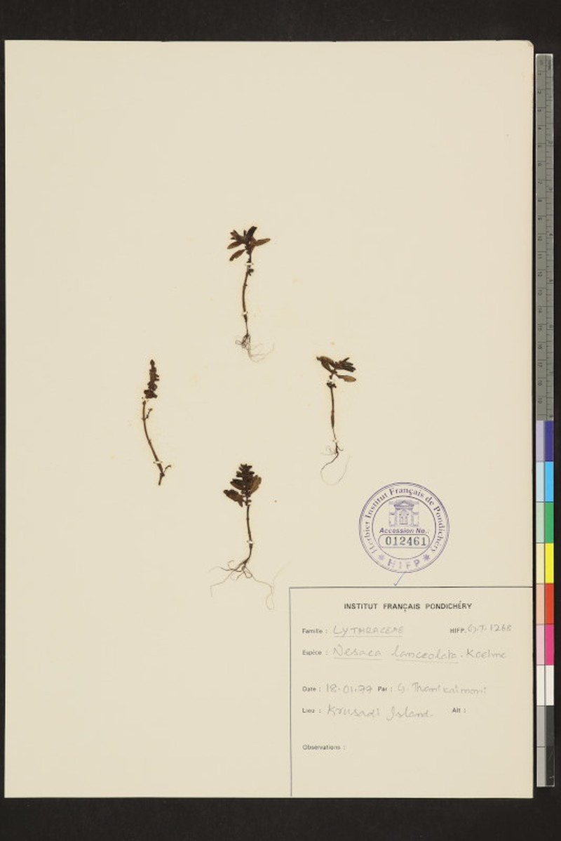 Ammannia prostrata