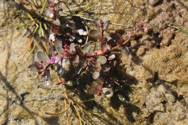 Ammannia radicans