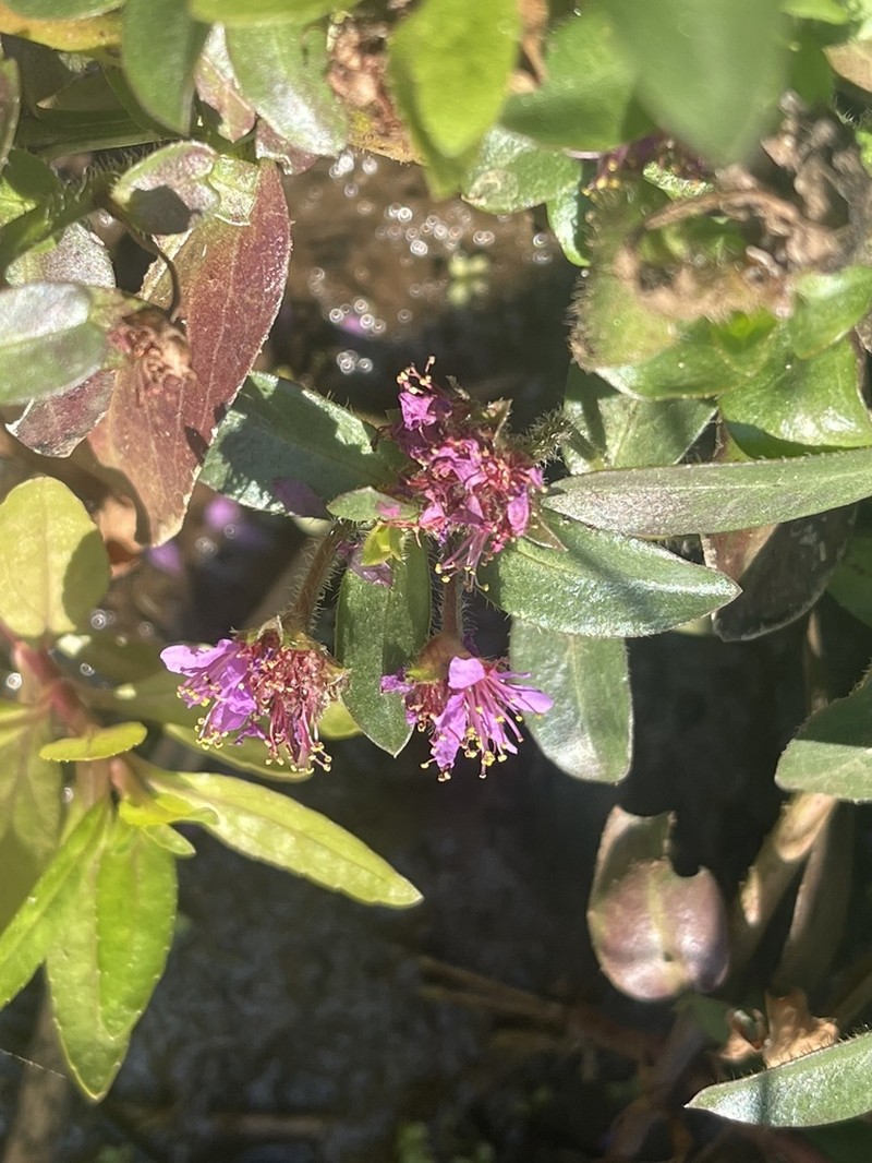 Ammannia radicans photo 3