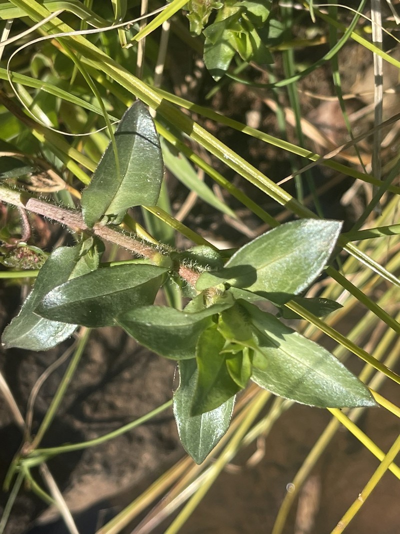 Ammannia radicans photo 5