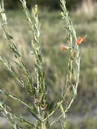 Ammannia rigidula