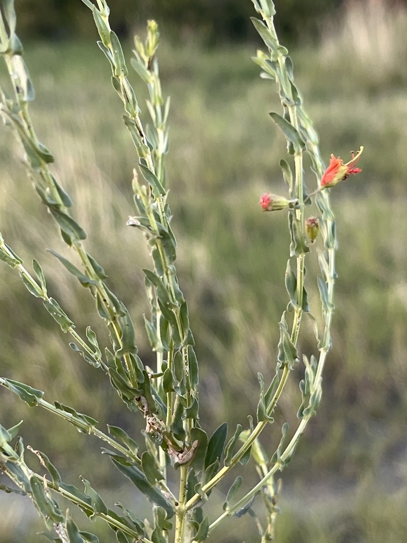 Ammannia rigidula