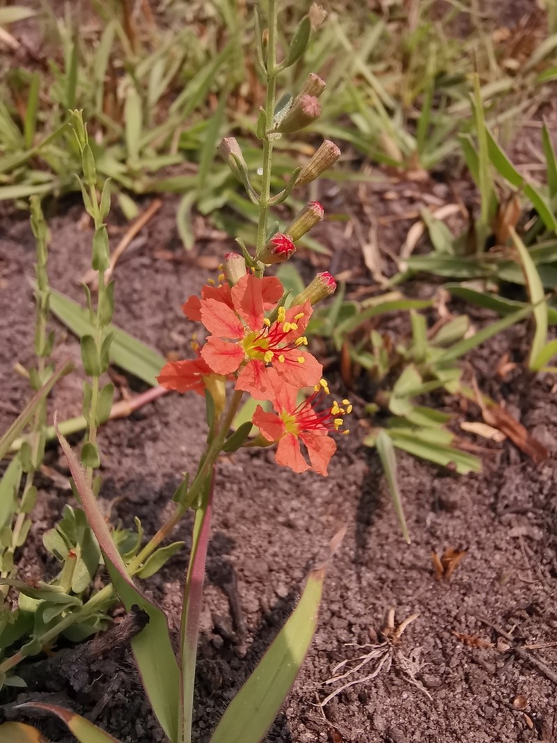 Ammannia rigidula photo 2