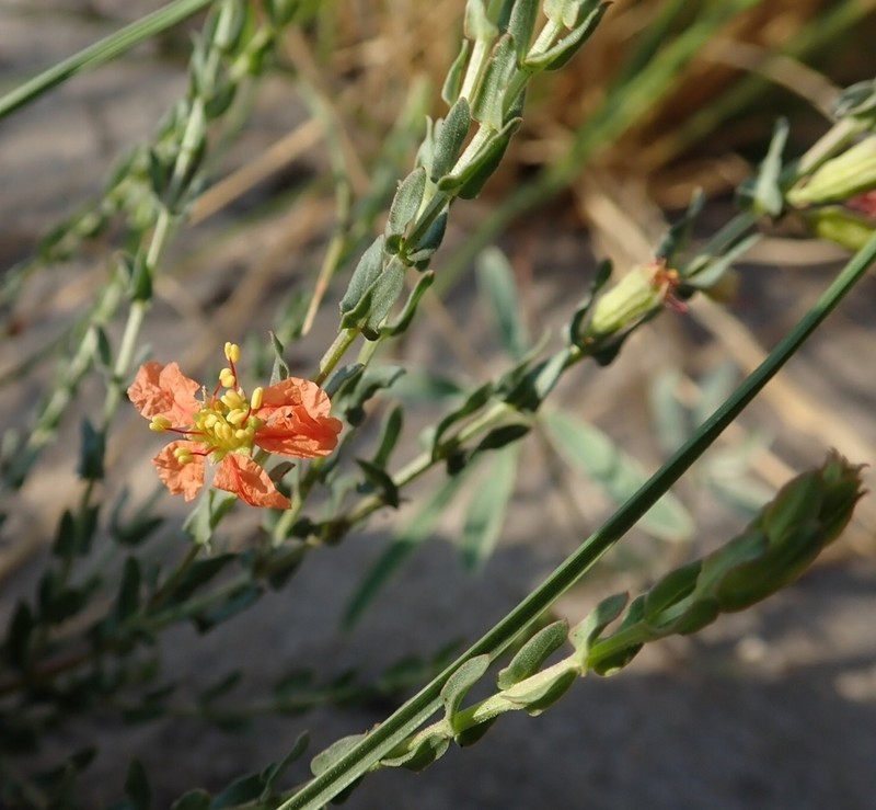 Ammannia rigidula photo 3