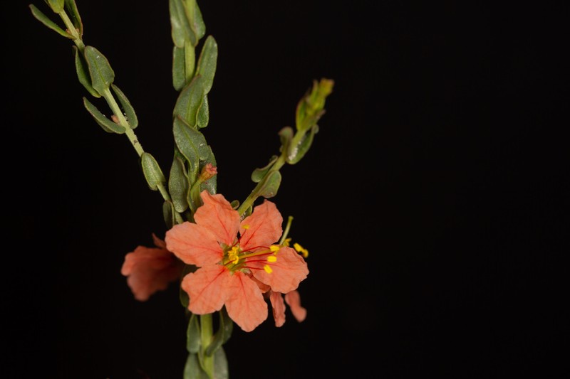 Ammannia rigidula photo 4