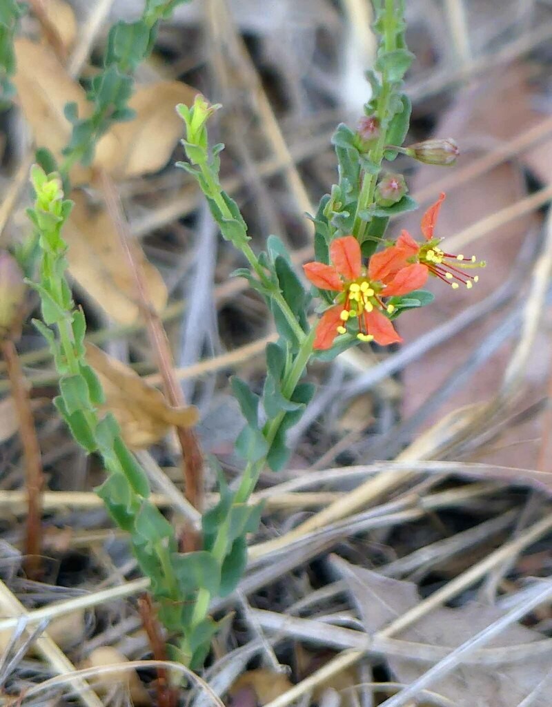 Ammannia rigidula photo 6