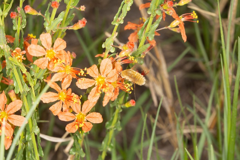 Ammannia rigidula photo 7