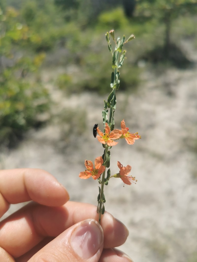 Ammannia rigidula photo 8