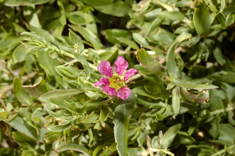 Ammannia robertsii photo 2