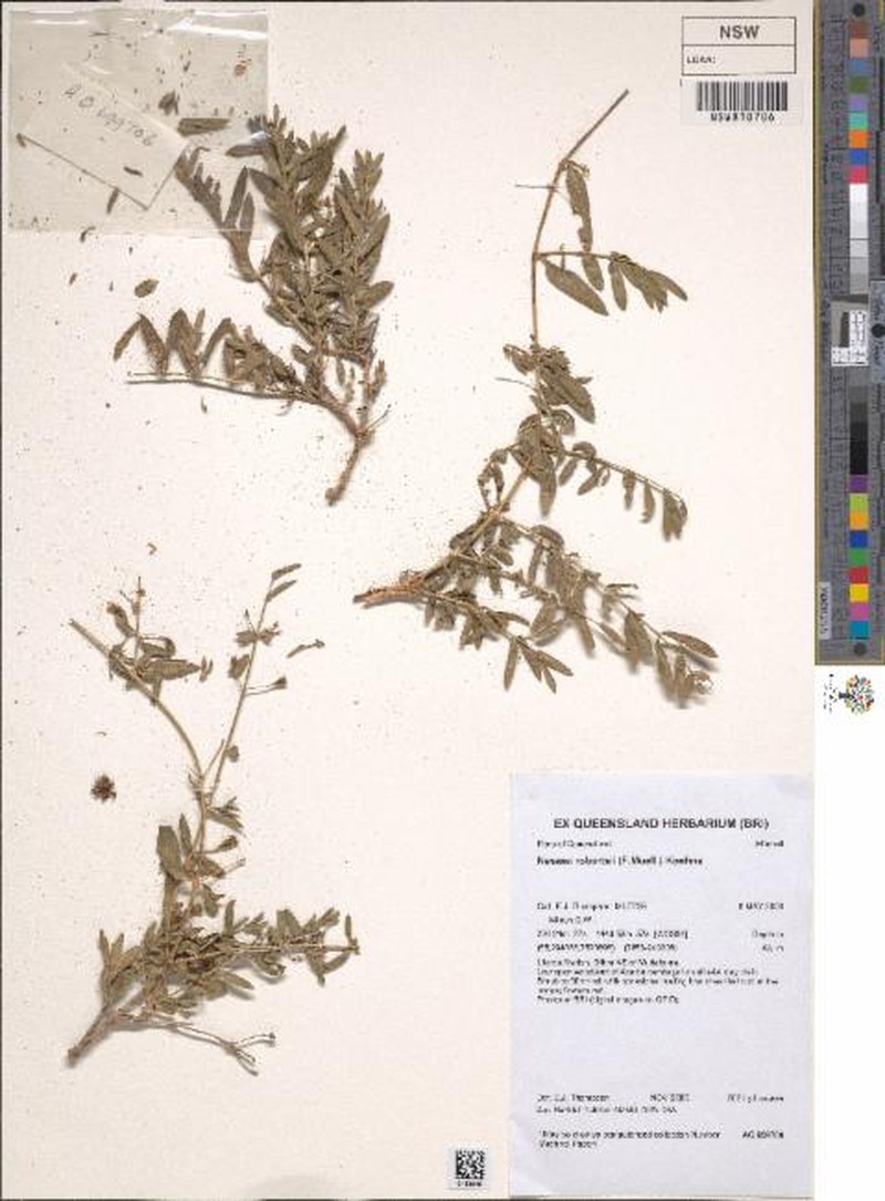 Ammannia robertsii photo 3