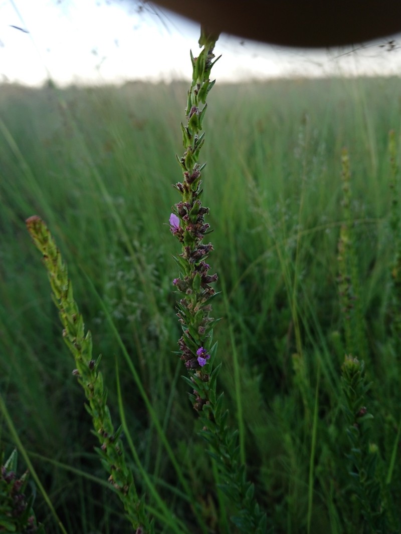Ammannia sagittifolia