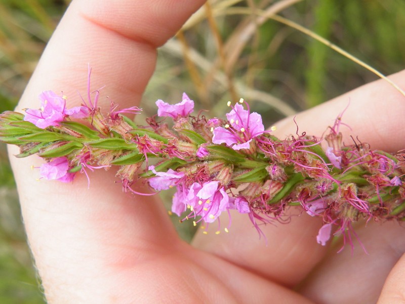 Ammannia sagittifolia photo 2