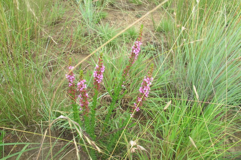 Ammannia sagittifolia photo 3