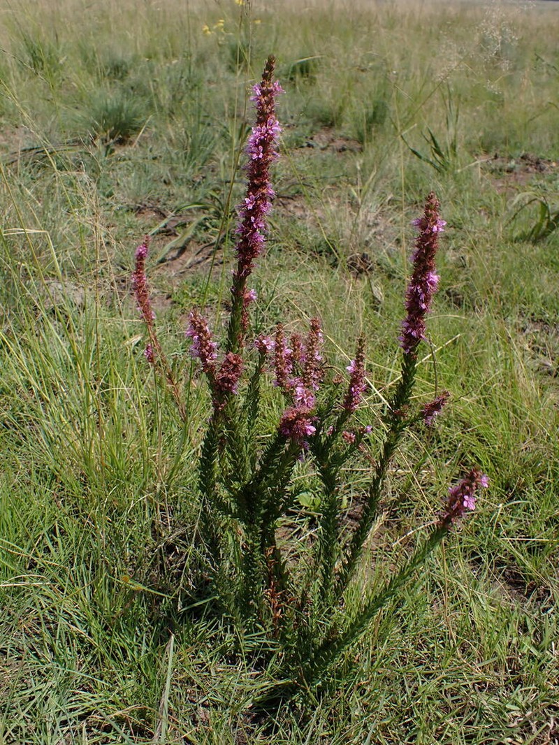 Ammannia sagittifolia photo 4