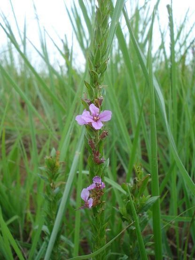 Ammannia sagittifolia photo 5