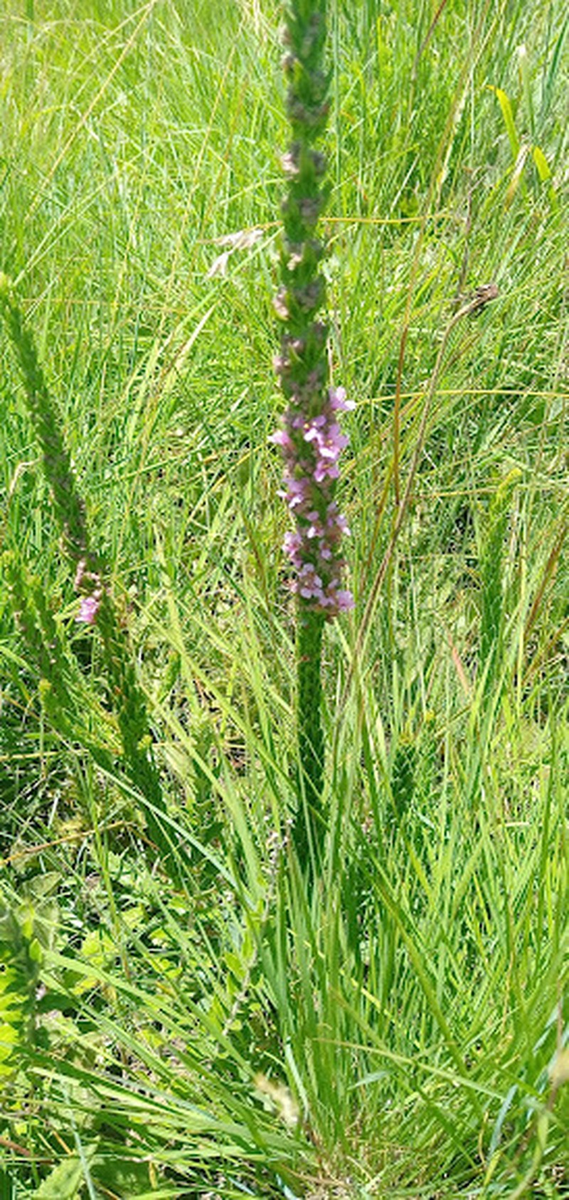 Ammannia sagittifolia photo 6