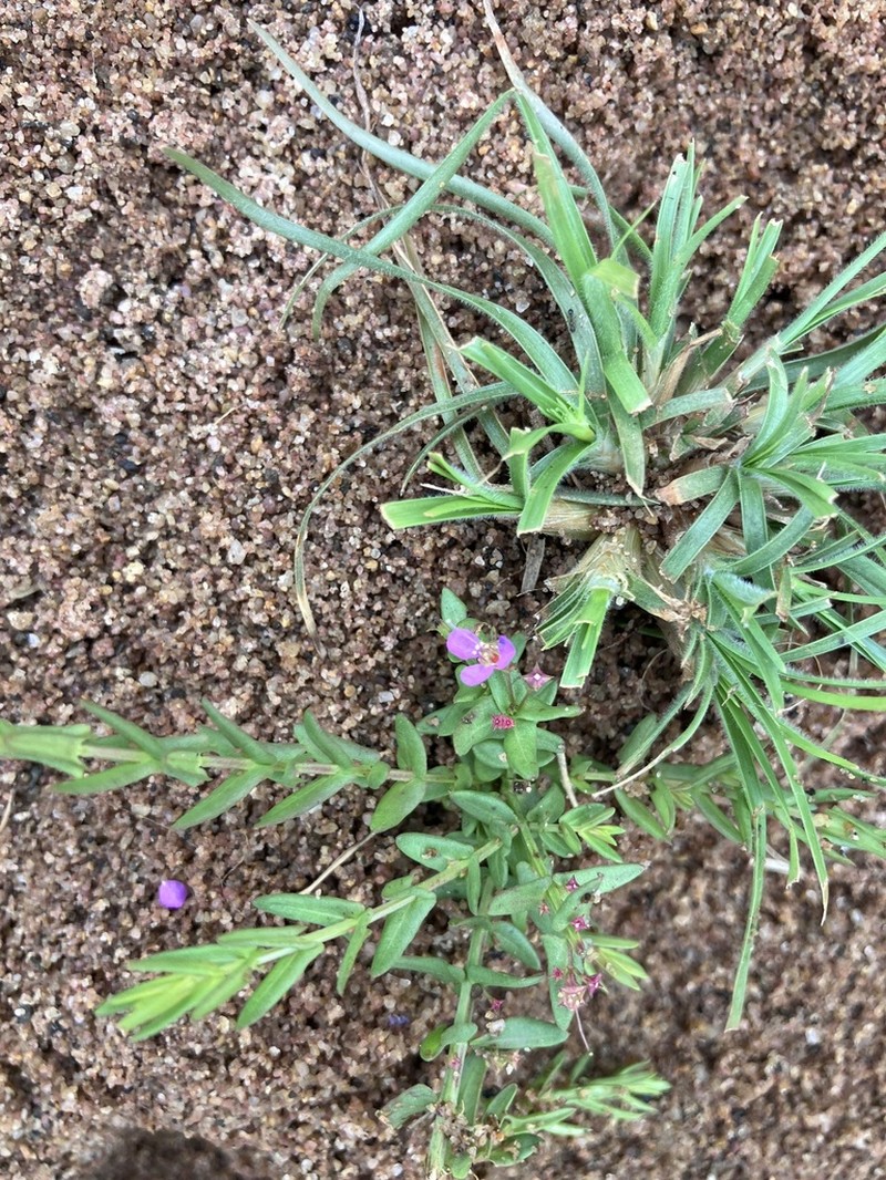 Ammannia schinzii photo 2