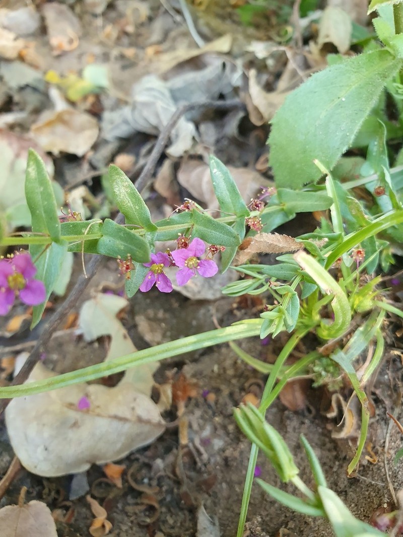 Ammannia schinzii photo 3